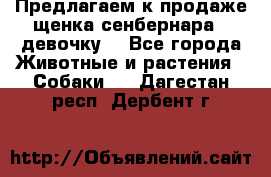 Предлагаем к продаже щенка сенбернара - девочку. - Все города Животные и растения » Собаки   . Дагестан респ.,Дербент г.